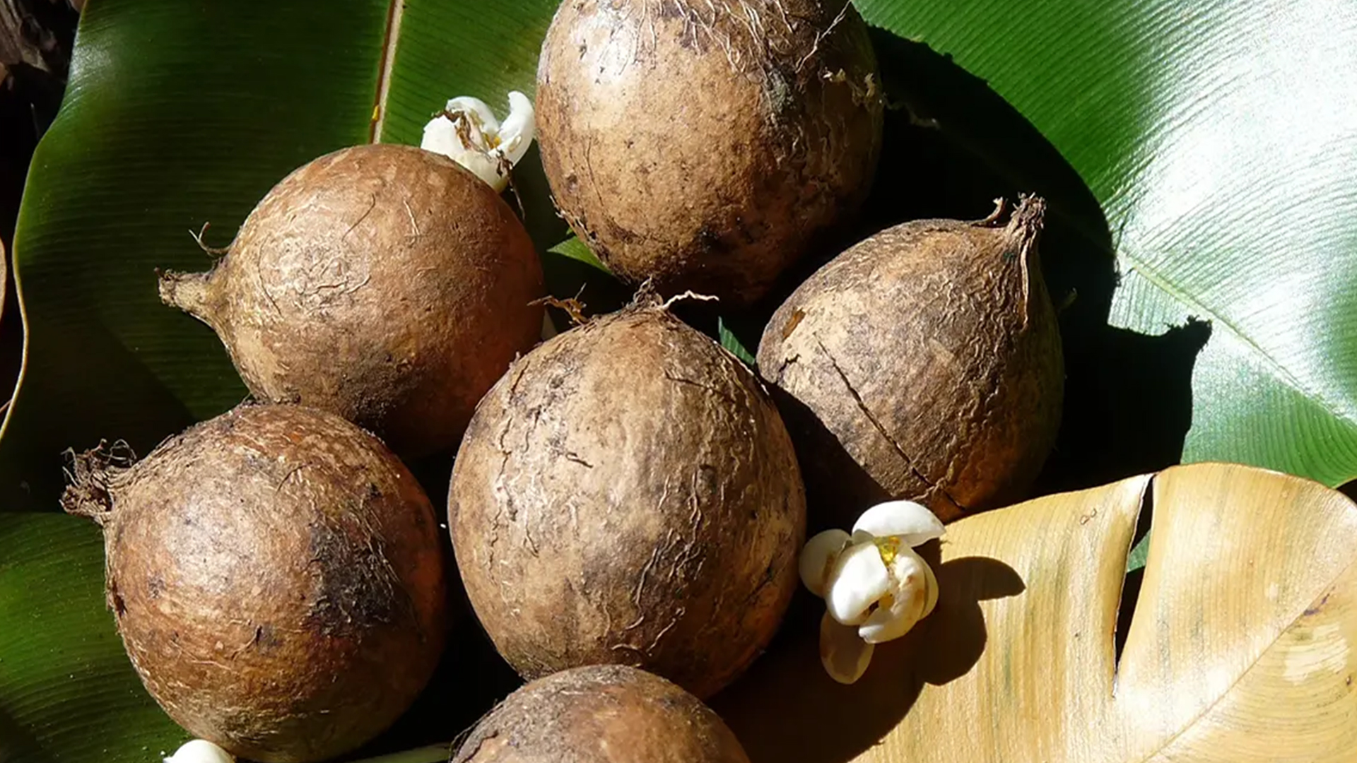 Tamanu Oil: Minyak Alami dengan Segudang Manfaat untuk Kulit